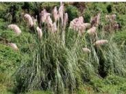 Jubata Grass (purple pampas grass)