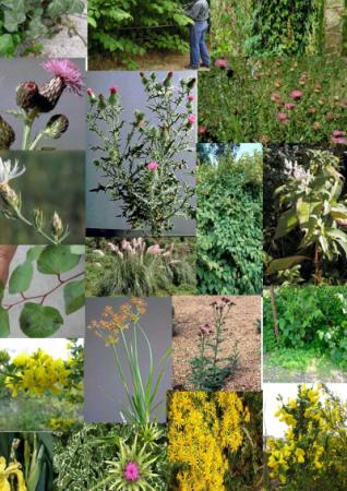 Coos County Noxious Weeds